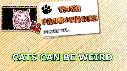 Cats can be so weird - Funny cat compilation