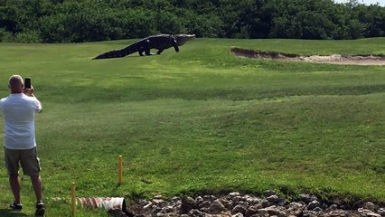 Stanno giocando a golf e all'improvviso avvistano un intruso... un alligatore gigantesco!