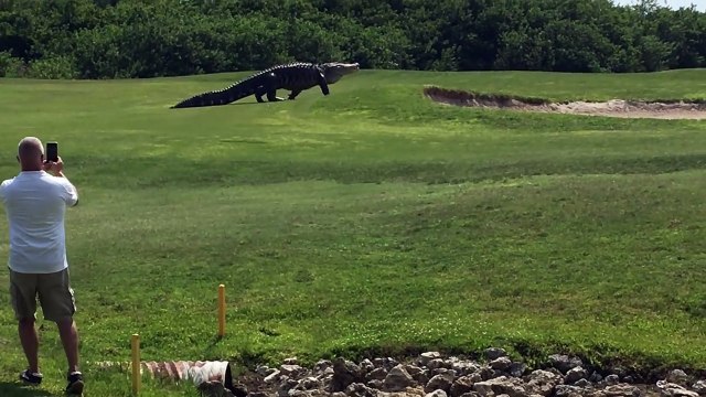 Stanno giocando a golf e all'improvviso avvistano un intruso... un alligatore gigantesco!