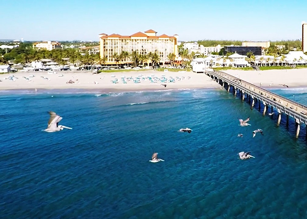 Beach Birds - South Florida Deerfield Beach
