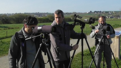 Un matin dans la réserve de la Baie de Saint Brieuc