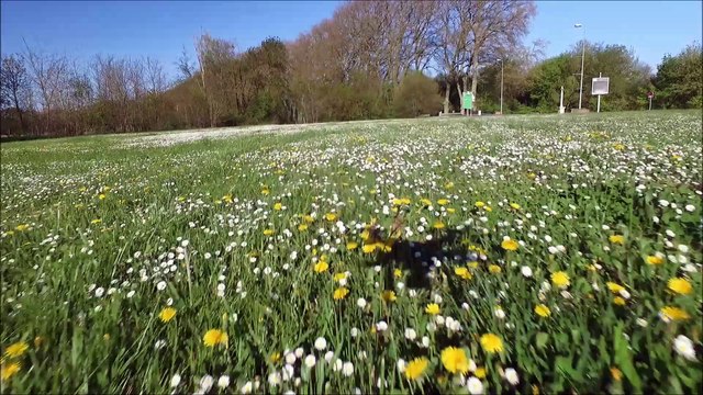 .Les faucheurs de pâquerettes