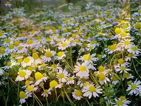 Azeri kızının degişik ses tonuyla söyledigi şarkı -dinle