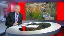 BBC1_Look North (East Yorkshire & Lincolnshire) 7Apr17 - Bengal tigers in their new home at Lincolnshire Wildlife Park