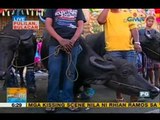 Kneeling carabaos highlight Pulilan's town festival | Unang Hirit