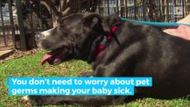 Pet germs can keep your baby healthy