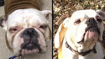 Vets Give 'Blind' Homeless Bulldog His Sight