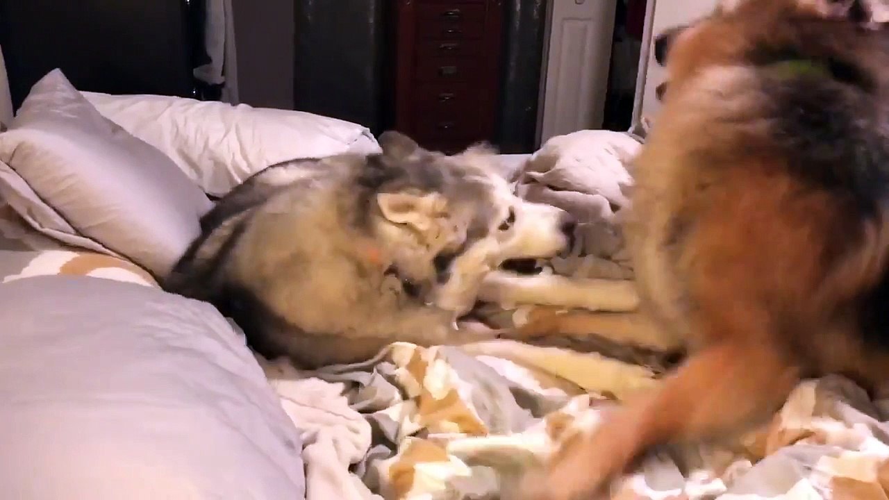 Ce berger allemand ne veut pas laisser son copain dormir !