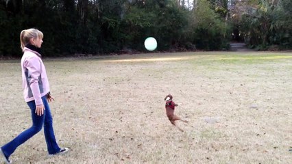 Encore un chien qui aime un peu trop les balles !
