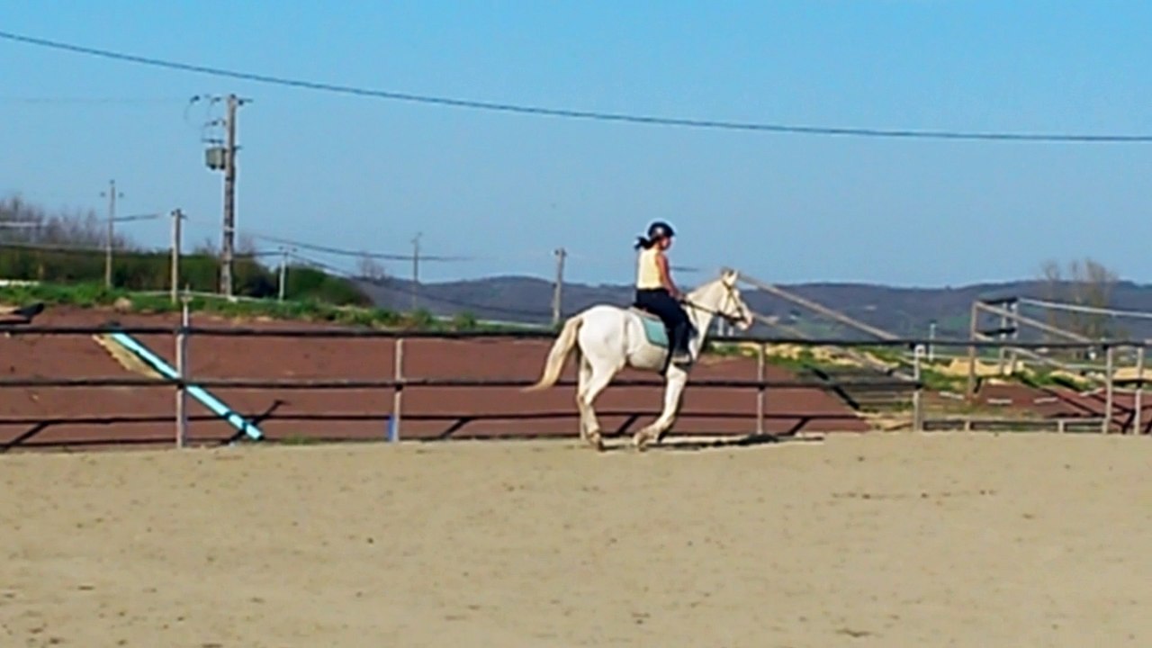 Django 4 ans 1 mois de debourrage galop