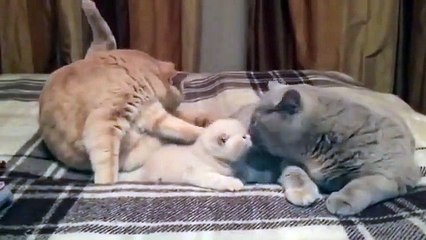 Mom and dad grooming their kitten