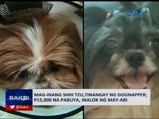 Saksi: Mag-inang shih tzu, tinangay ng dognapper