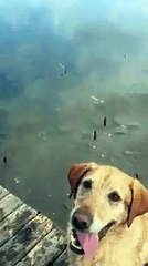 Este perro es mas cabron que bonito