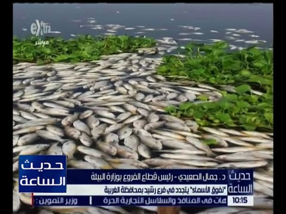 حديث الساعة | تعرف على حقيقة " نفوق الأسماك " في فرع رشيد بالغربية