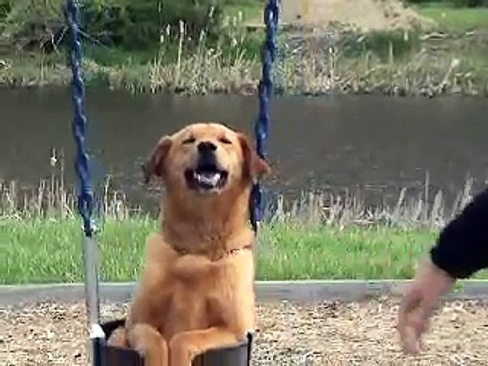 Pai coloca sua canina no balanço, e adivinhe o que acontece; Fui à loucura vendo isso!