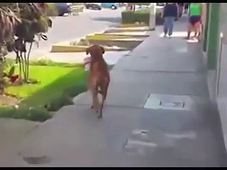 Após seca atingir o Perú, cão sedento aparece carregando um balde, implorando por água.