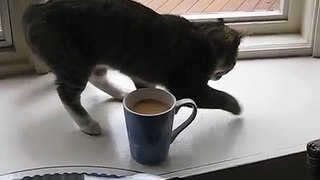 Ce chat s'approche, et renifle l'odeur du café fraîchement moulu... mais regardez bien la manière dont il réagit à cette