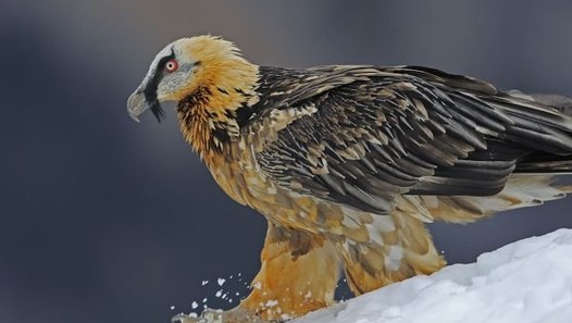 Top 10 Birds That Can Kill You - video dailymotion