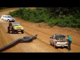 Giant Anaconda stops traffic in Brazil