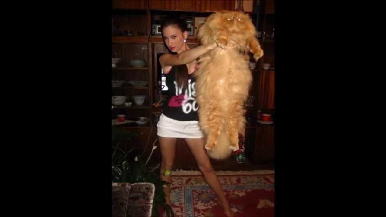 Giant Cat in the World