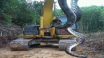 Giant snake on digging machine - Giant python - Giant Anaconda