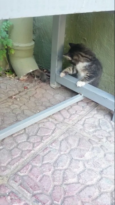 OYUN OYNAYAN YAVRU KEDİLER