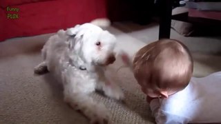 Best Babies and Animals Compilation 2017