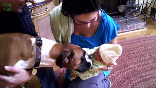Dogs Meeting Babies for the First Time Compilation 2017