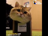 Dünyanın En Mükemmel Oyuncağı Karşısında Olsa Bile Kutuyu Tercih Eden Kediler