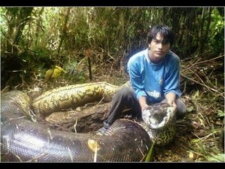 Anaconda vs Python 🐍: Which is the World's Largest Snake?