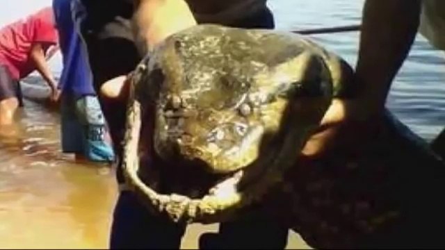 Giant Anaconda - Giant Snake - Largest Snake - Longest Snake - Biggest Snake