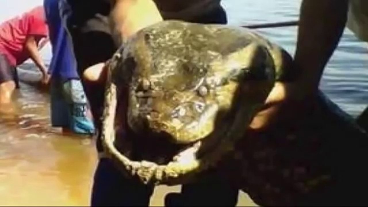 Giant Anaconda - Giant Snake - Largest Snake - Longest Snake - Biggest Snake