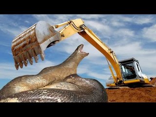 Giant Anaconda - Man catches anaconda using an excavator