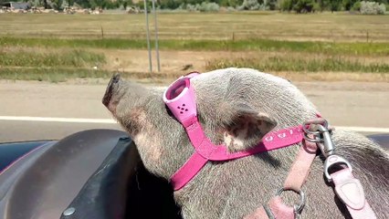Un cochon biker...