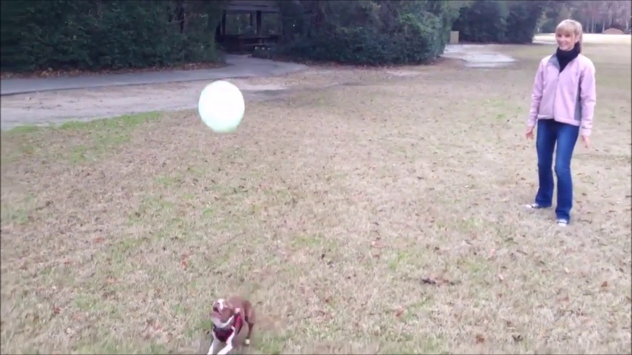 Ce chien pourrait faire footballeur pro...