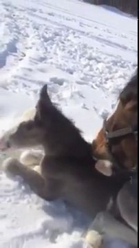 Premier jour dehors pour ce poulain! Trop mignon