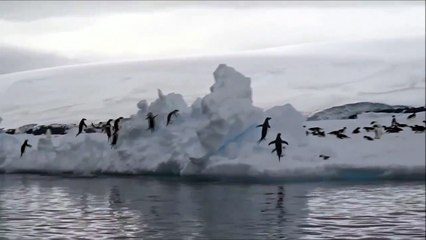 Download Video: Des manchots qui ratent leur saut sur la banquise ça donne ça... FAIL