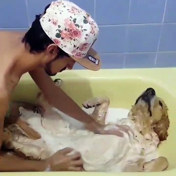 Ce chien se prend pour le roi dans son bain