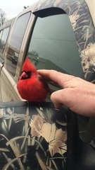 Cet oiseau cardinal rouge n'a pas peur du tout... Tranquille sur le rétro