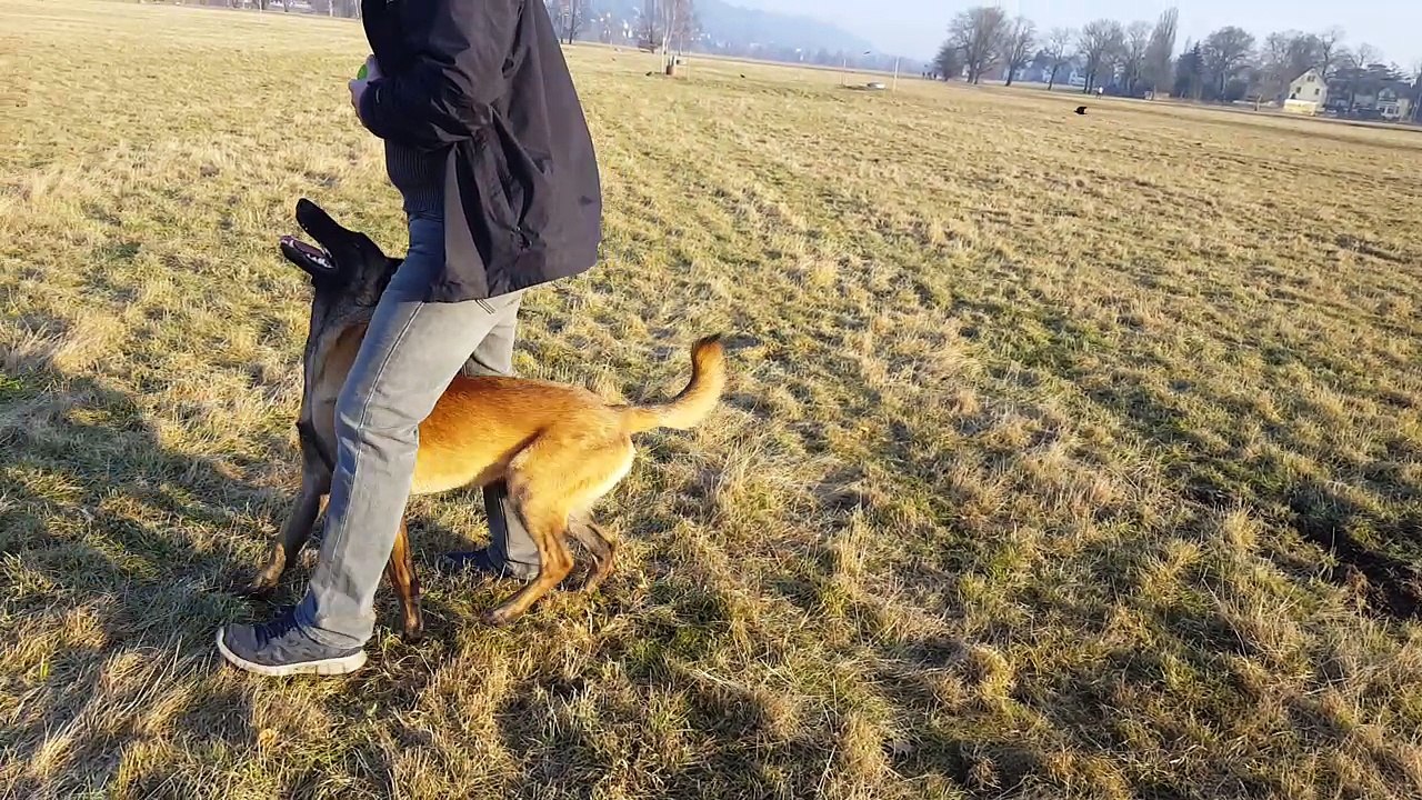 Malinois Muffin 9 Monate