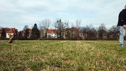 Malinois Muffin 10 Monate