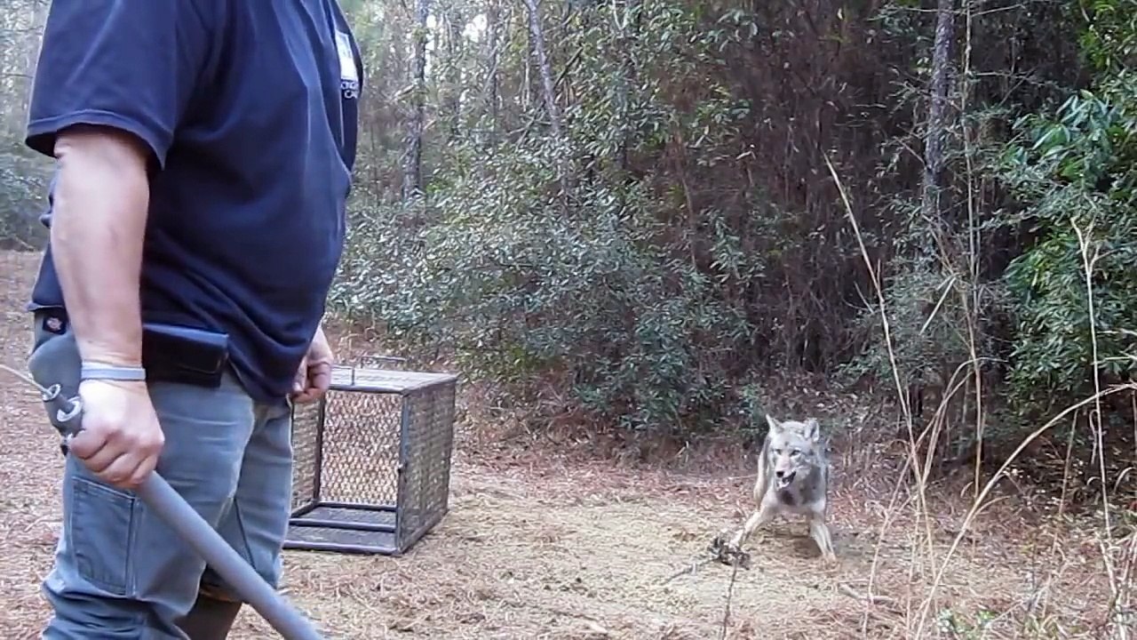 Clip Hot - Man vs Wolf - Wolf attack