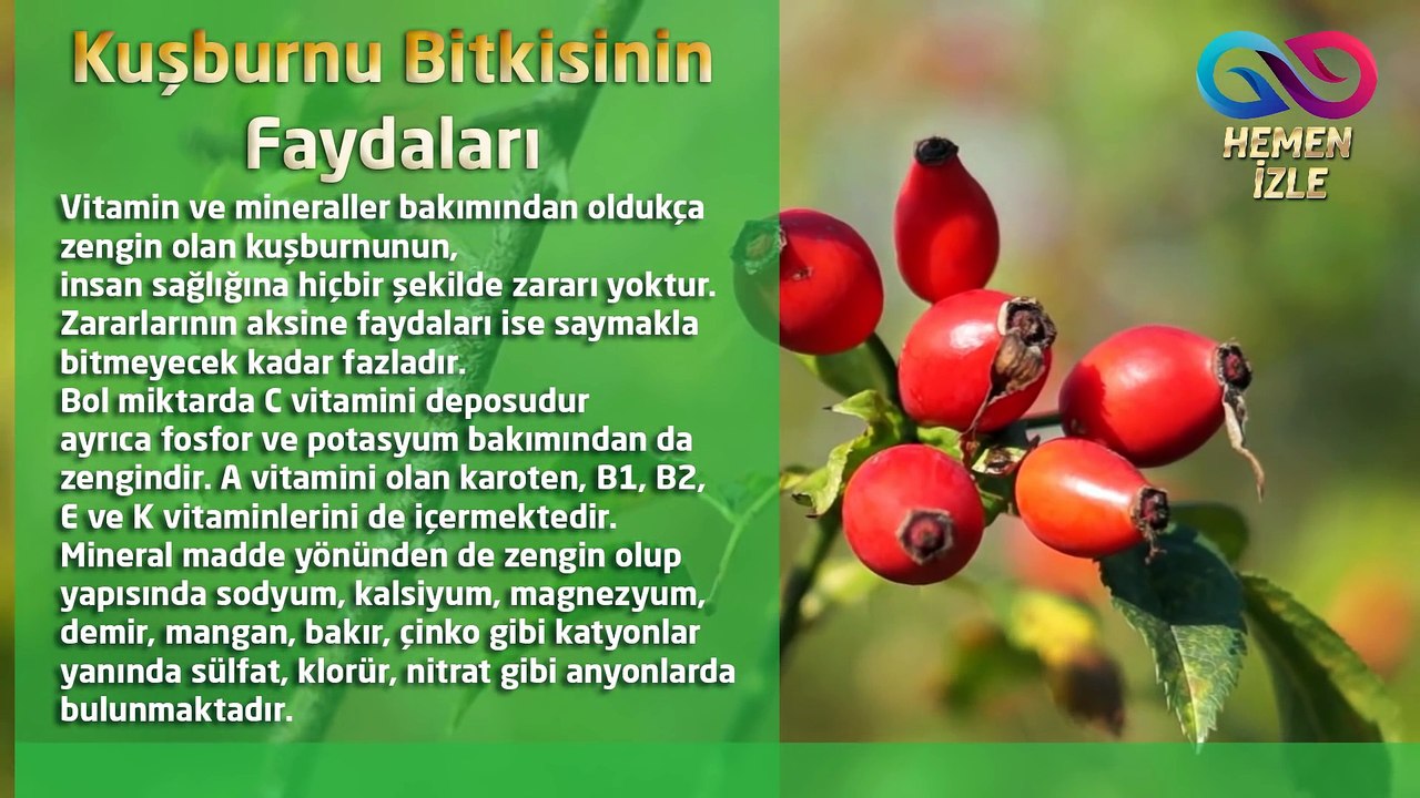 Kuşburnu Bitkisinin Faydaları