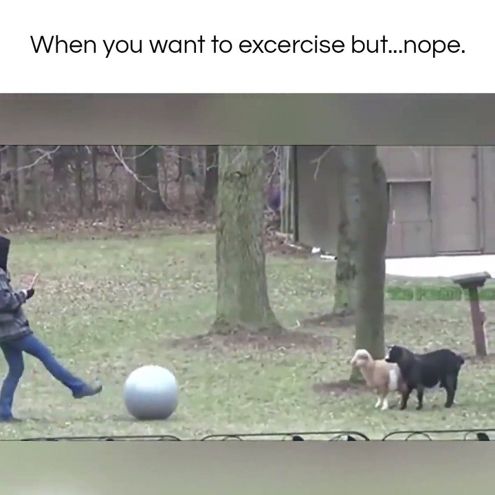 Amazing Goats Reaction for Ball Kick - Exploring Beauty