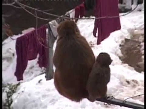 Beautiful and Huge Snow Fall at Shimla - HImachal Pradesh (India)