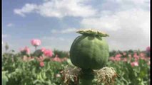 Afganistán destruye plantación de opio en su lucha contra las drogas