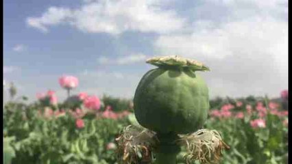 Afganistán destruye plantación de opio en su lucha contra las drogas