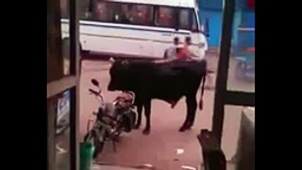 Bull Decided To Ride A Bike