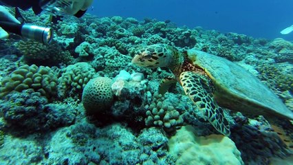 Immersion - Plongée Polynésie 2017