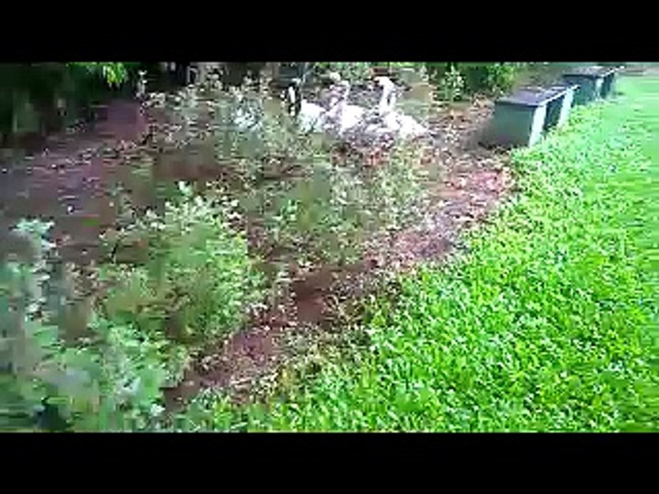 birds